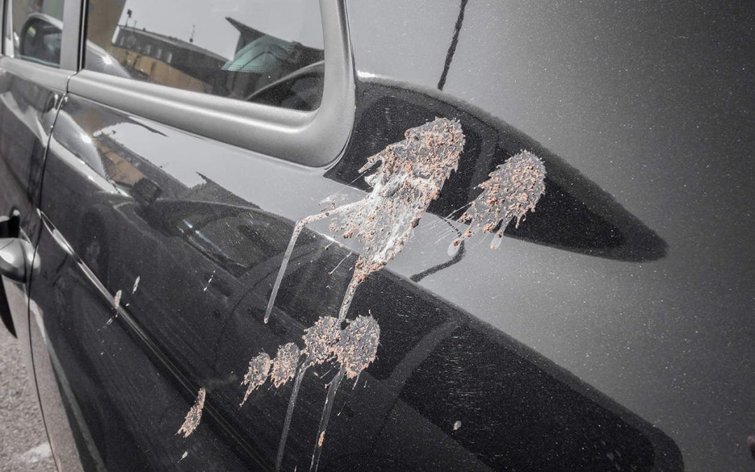 What To Do When Bird Droppings Damage Your Car Paint